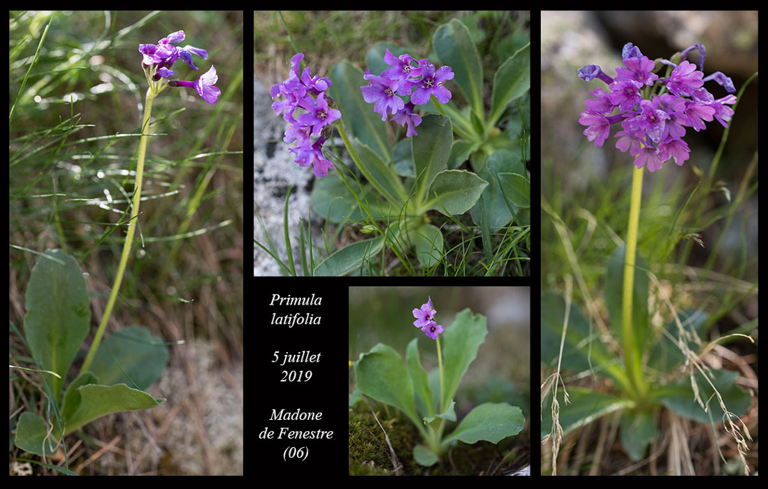 Primula-latifolia8