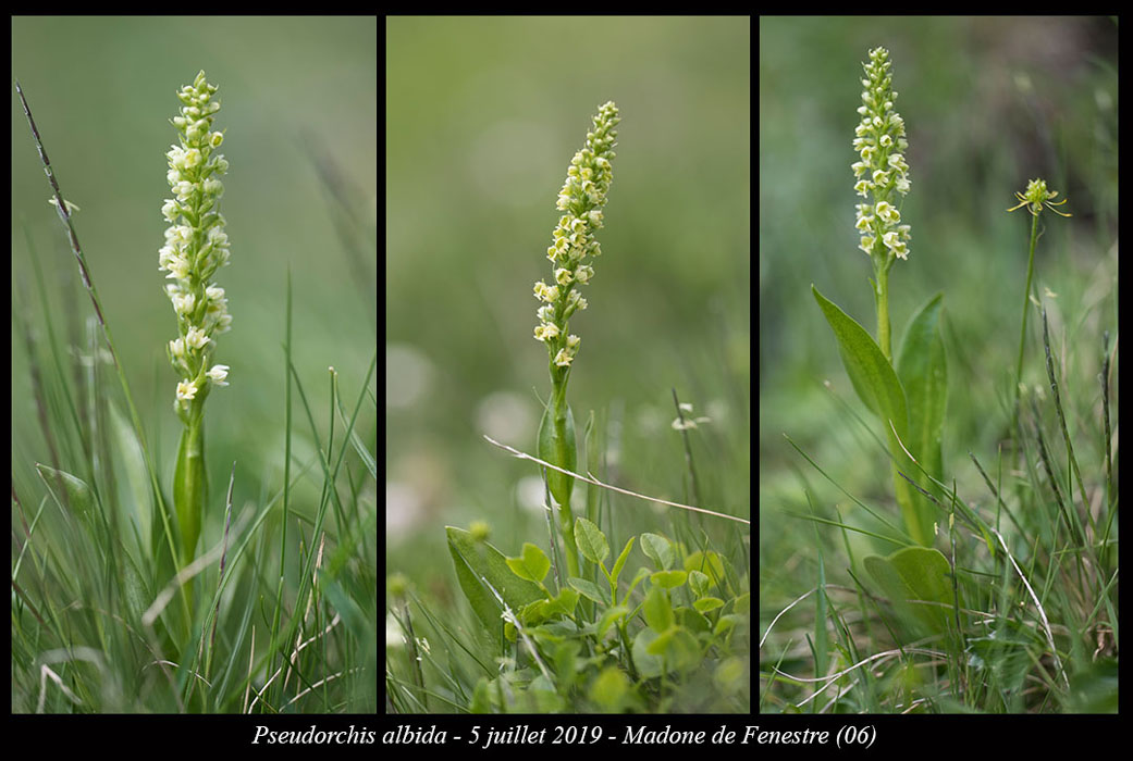 Pseudorchis-albida8