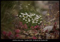 Achillea-erba-rotta3