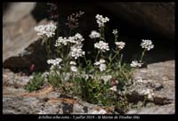 Achillea-erba-rotta9