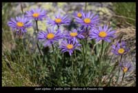 Aster-alpinus