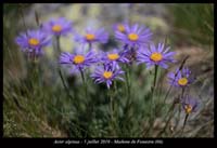 Aster-alpinus2