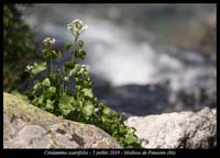 Cardamine-asarifolia6