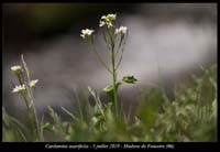 Cardamine-asarifolia7