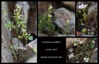 Cardamine-resedifolia