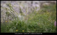 Carex-pallescens7