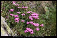 Dianthus-pavonius8