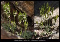 Draba-dubia