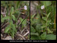 Epilobium-lanceolatum2