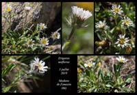 Erigeron-uniflorus9