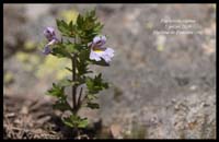 Euphrasia-alpina2