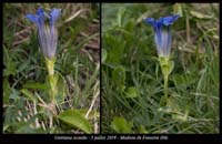 Gentiana-acaulis9