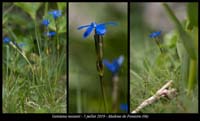 Gentiana-rostanii2