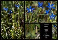 Gentiana-rostanii3