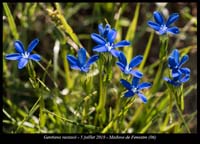 Gentiana-rostanii4