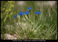 Gentiana-rostanii5