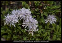 Globularia-repens4