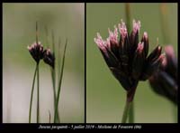 Juncus-jacquinii13