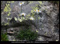 Leucanthemum-atratum3