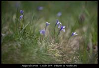 Pinguicula-arvetii17