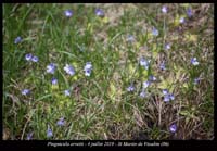 Pinguicula-arvetii18