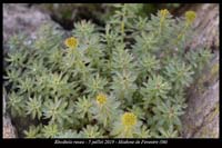 Rhodiola-rosea4