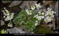 Saxifraga-pedemontana