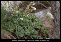 Saxifraga-pedemontana3