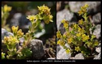 Sedum-alpestre3