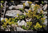 Sedum-alpestre4