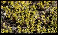 Sedum-annuum5