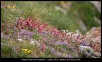 Sempervivum-arachnoideum