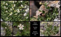 Silene-cordifolia4