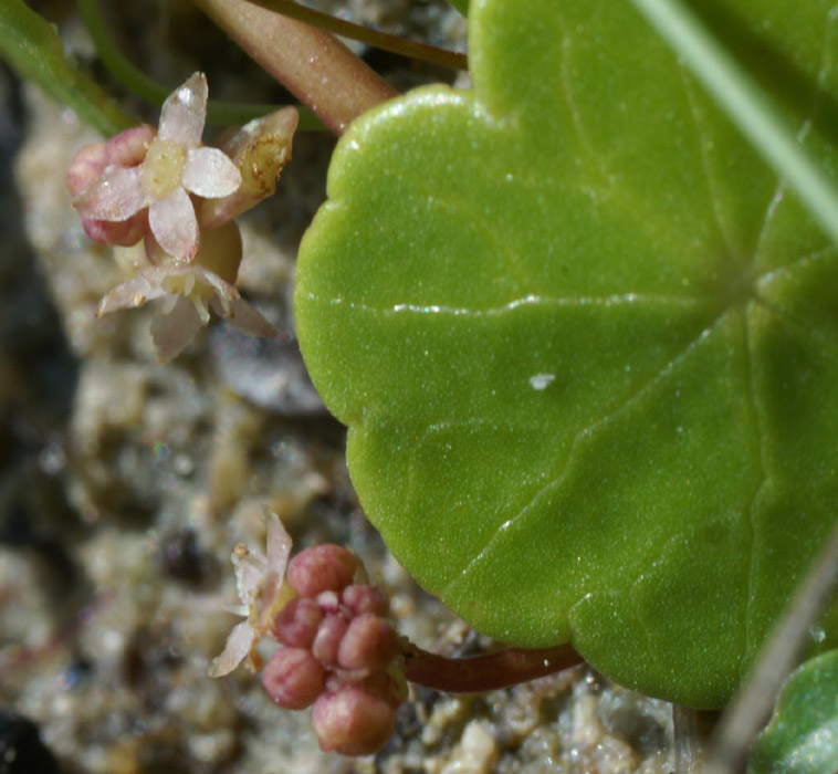 Hydrocotyle vulgare Merlimont 170607 (40)