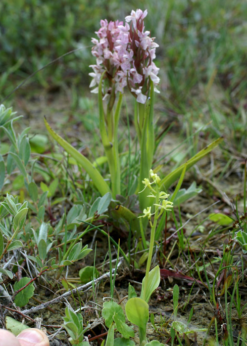 Liparis loeselii & Dactylorhiza incarnata Merlimont 170607 (13)