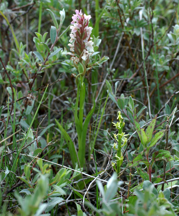 Liparis loeselii & Dactylorhiza incarnata Merlimont 170607 (14)