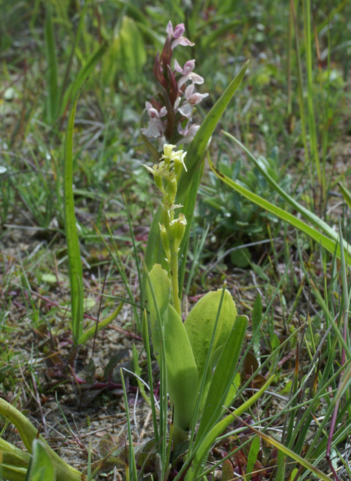 Liparis loeselii & Dactylorhiza incarnata Merlimont 170607 (17)