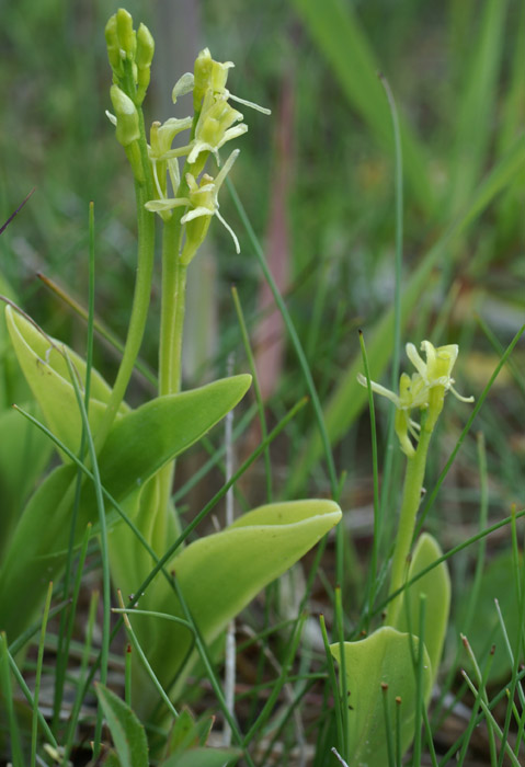 Liparis loeselii Merlimont 170607 (3)