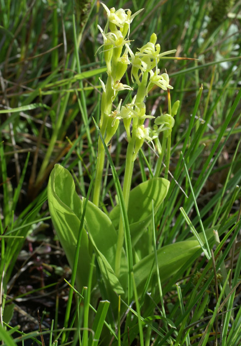 Liparis loeselii Merlimont 170607