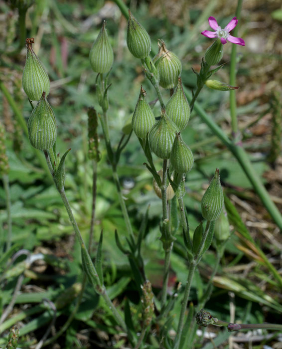 Silene conica Merlimont 170607