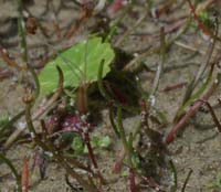 Litorella uniflora Merlimont 170607 (53)