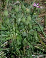 Silene conica Merlimont 170607