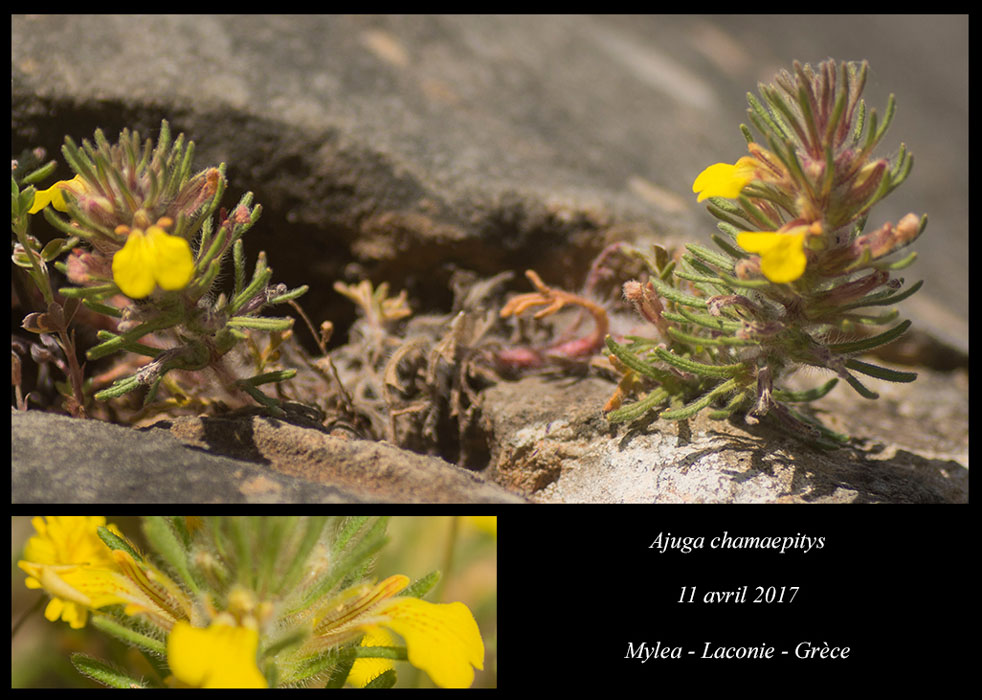 Ajuga-chamaepitys