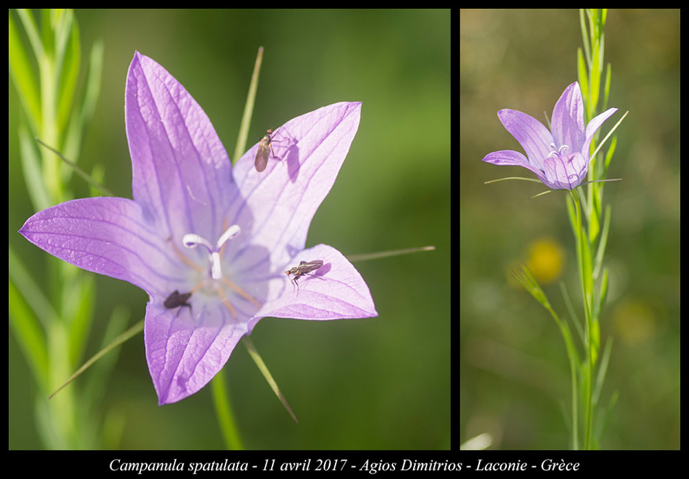 Campanula-spatulata