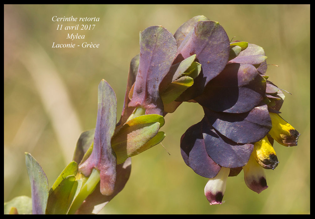 Cerinthe-retorta