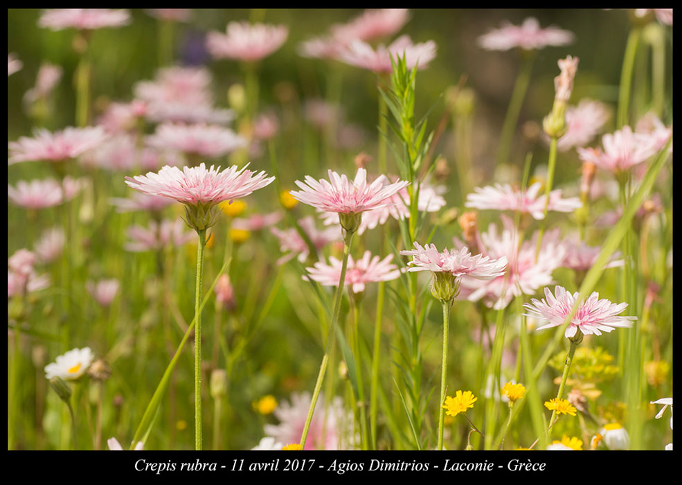 Crepis-rubra