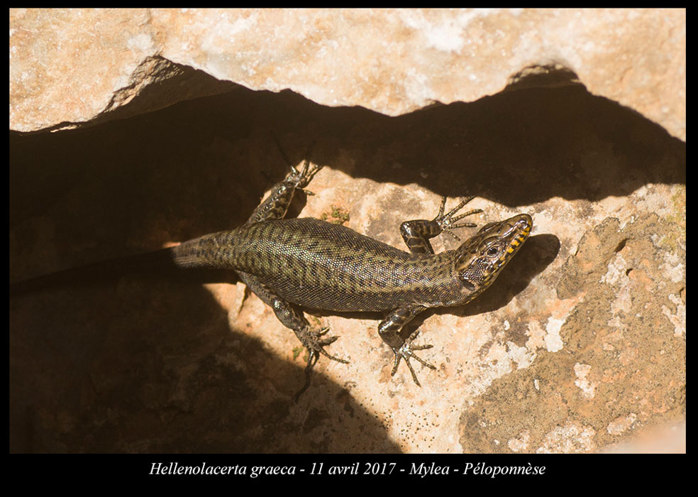 Hellenolacerta-graeca