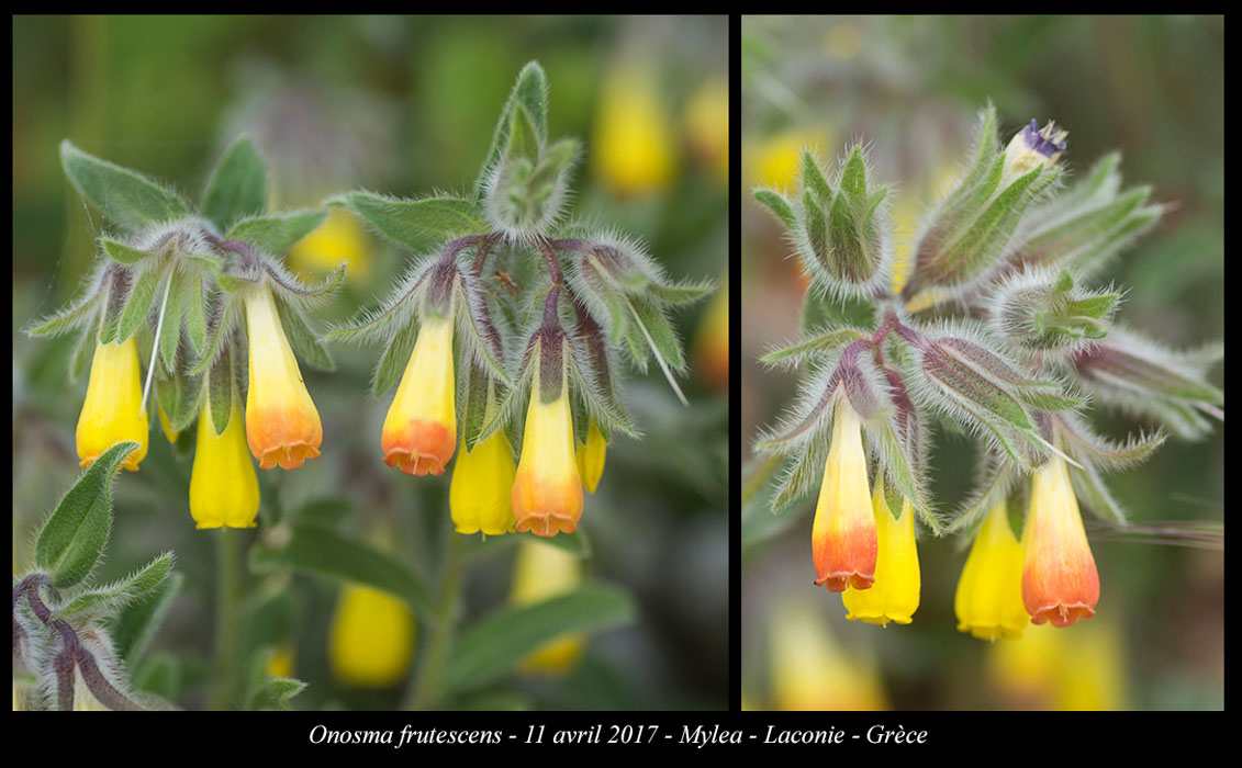 Onosma-frutescens