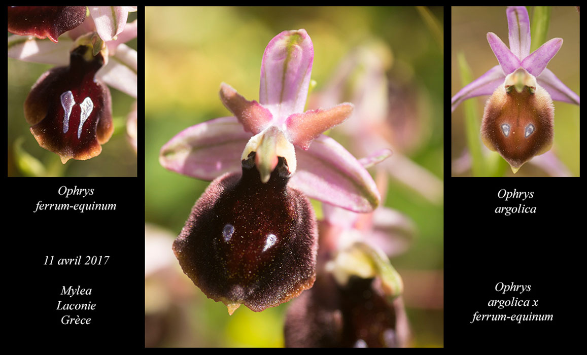 Ophrys-argolica-x-ferrum-equinum