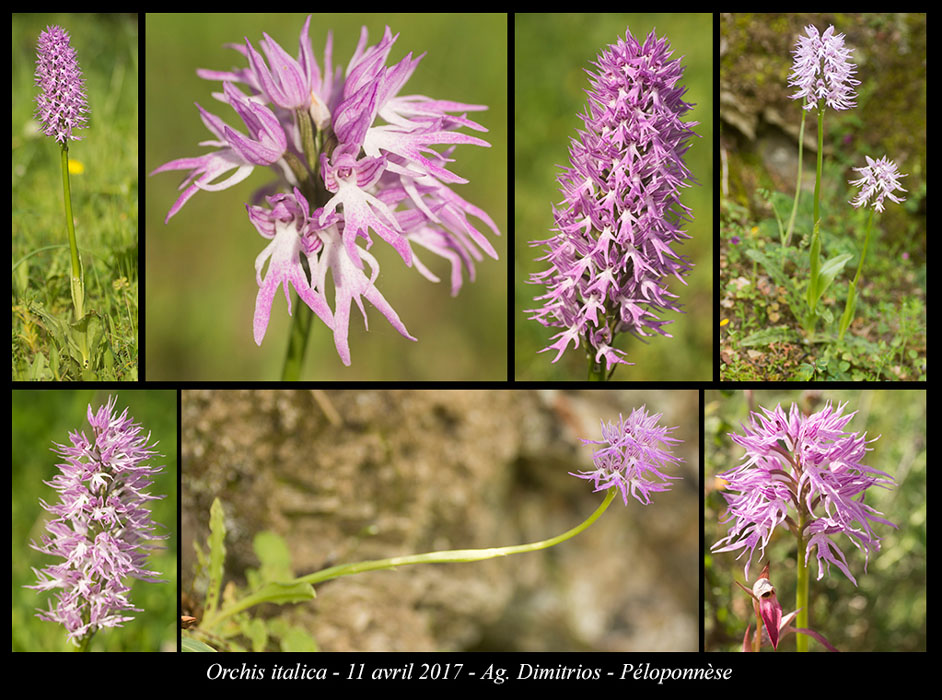 Orchis-italica